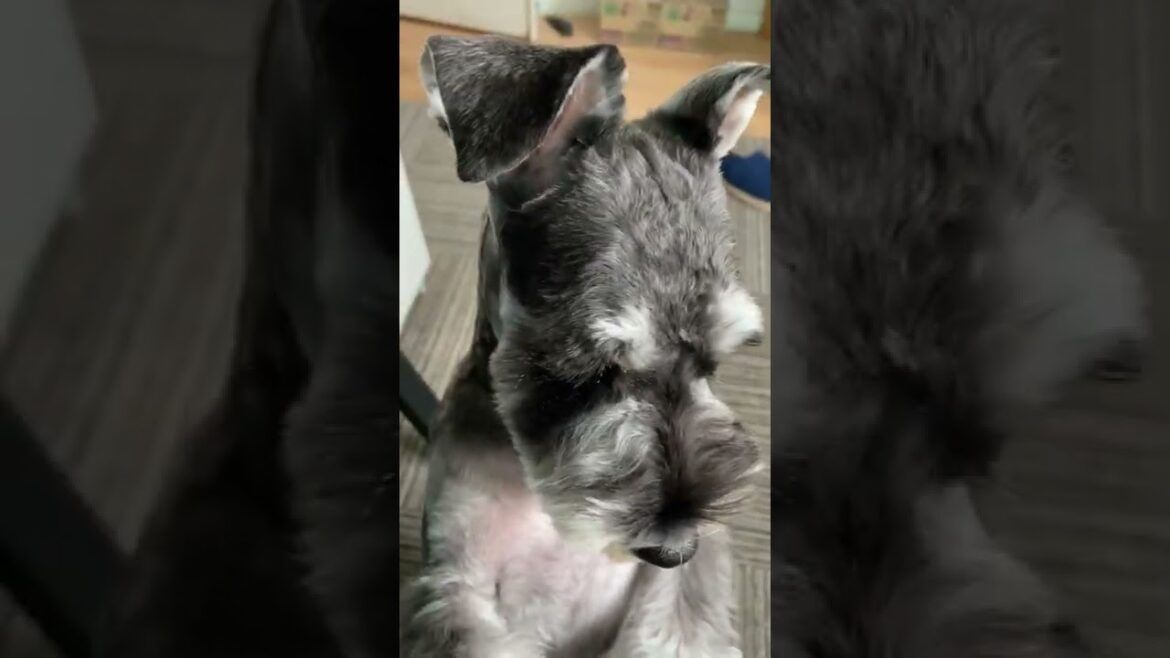 カットしたらツルツルになってデブがばれた犬。ミニチュアシュナウザーひじき #shorts