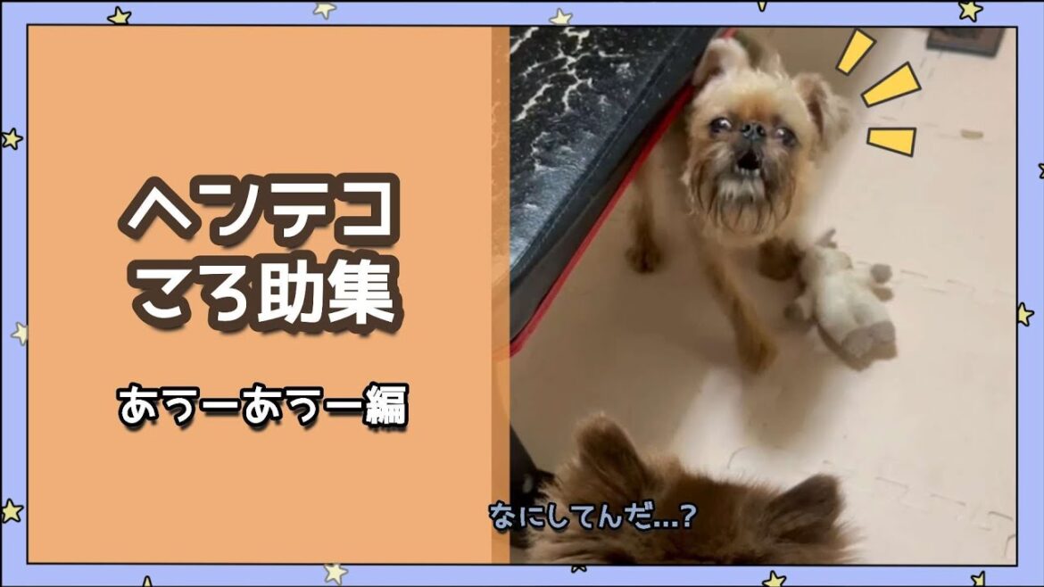 こわいくらい変な動きをする犬【ブリュッセルグリフォン】#犬 #鼻ぺちゃ #ぶさかわ犬