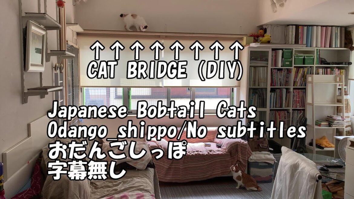💕B012【DIY】CAT BRIDGE【oolongchai】【chaiandoolong】【Japanese Bobtail 】【bobtail cat】【bobtail】【cat】 💕B012【DIY】CAT BRIDGE【oolongchai】【chai_and_oolong】【Japanese Bobtail 】【bobtail cat】【bobtail】【cat】