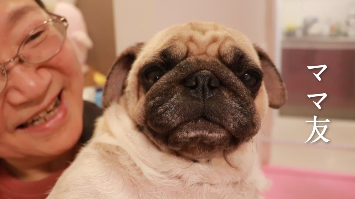 初めて飼い主の母に抱っこされた母パグの反応がこちら