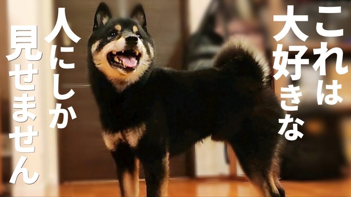 柴犬がこれをしたらあなたの事が大好きです。最大級の愛情表現。【黒柴犬】【豆柴】【shiba inu】