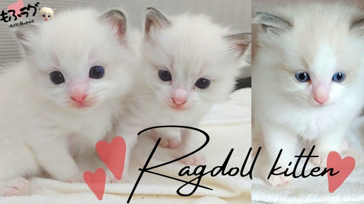 ラグドールブリーダーが送る【子猫を眺める動画】 《Ragdoll cat kittens》 ラグドールブリーダーが送る【子猫を眺める動画】 《Ragdoll cat kittens》