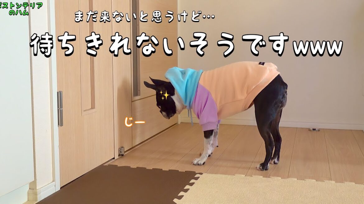 大好きな人が遊びに来ると聞いて嬉しすぎてもう待ちきれないみたいですwww 大好きな人が遊びに来ると聞いて嬉しすぎてもう待ちきれないみたいですwww