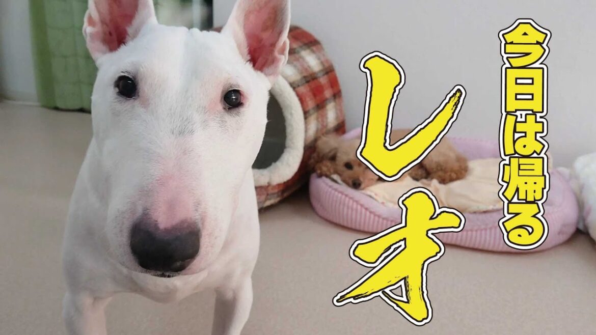 ミニチュアブルテリア レオ、帰る　🐶ひみつきちなう！#2🐶  (チワワ トイプードル チワックス ビションフリーゼ マルチーズ)