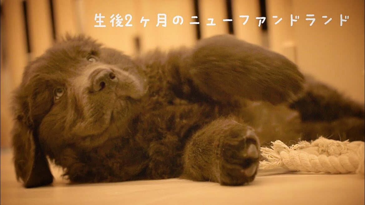 赤ちゃんのひとりあそびが可愛すぎる件【ニューファンドランド】【生後2ヶ月】