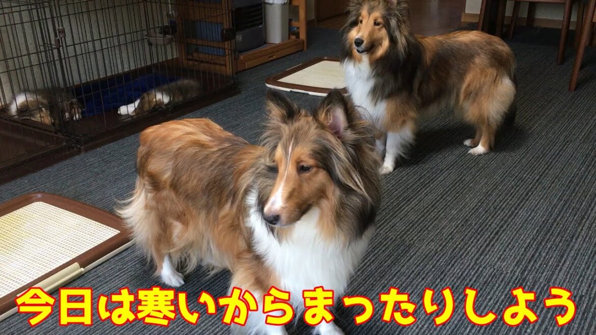 【シェルティ】今日は寒いから【みんなでまったり】