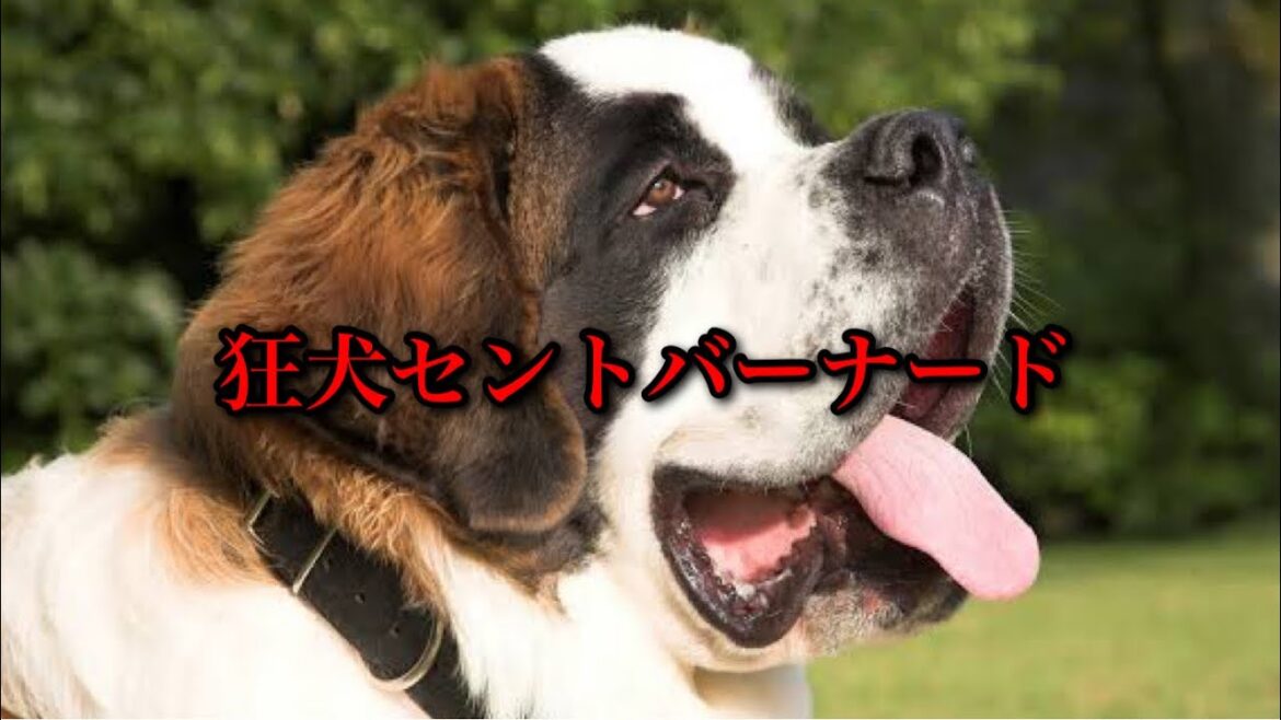 【制御不能】ドッグランで暴れ人間とチワワに大怪我を負わせた大型犬セントバーナード