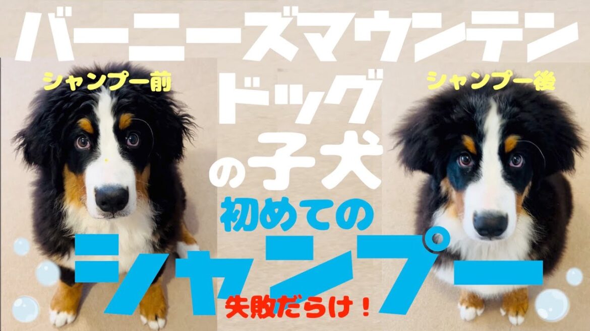 初めてシャンプーしてみた！　バーニーズマウンテンドッグの子犬