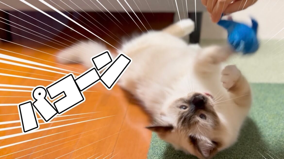 ガチャポンおもちゃで猫、遊びます。【バーマン】 ガチャポンおもちゃで猫、遊びます。【バーマン】