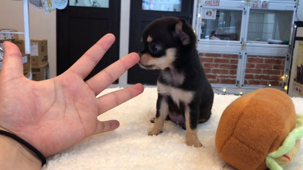 【極小チワワ】スムースコート　子犬　マルワン白楽店