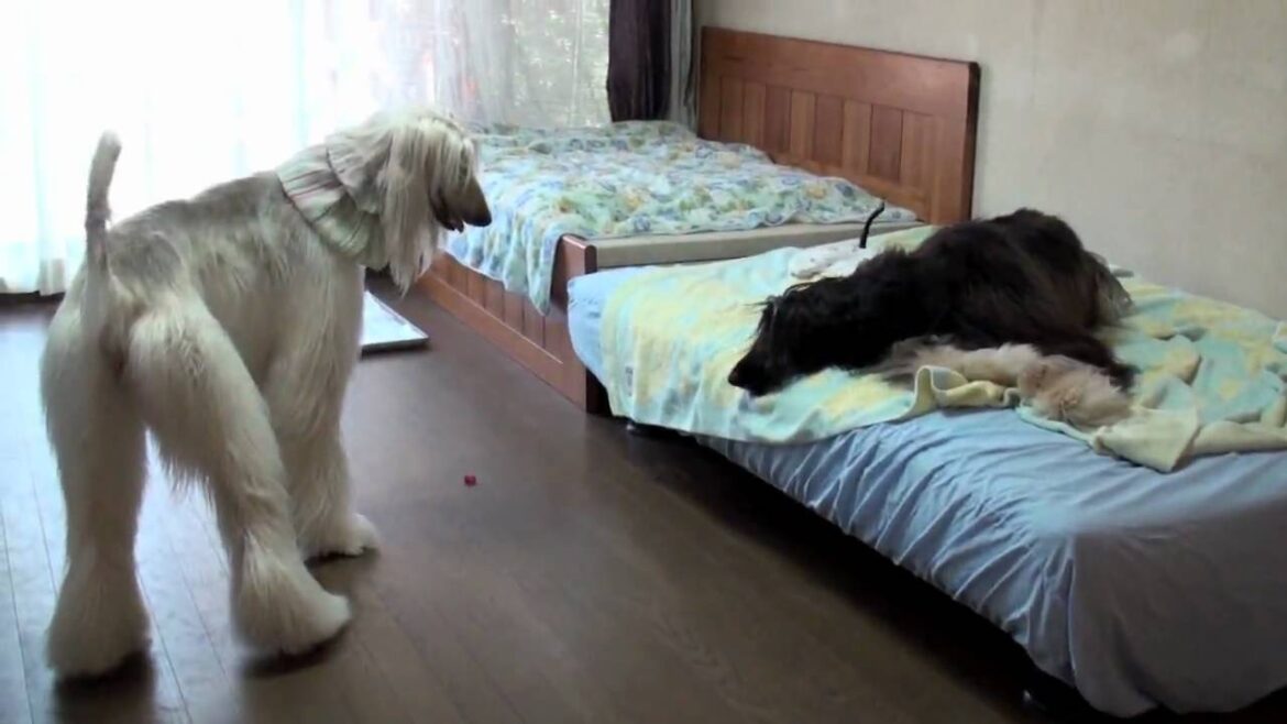 2010-07-10 Rupi vs Fio  ( afghan hound )