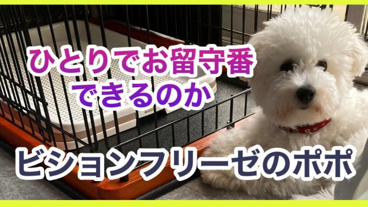 【ビションフリーゼのポポ】子犬の留守番練習、上手に出来るかな