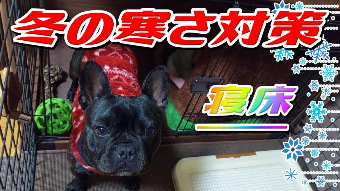【フレンチブルドッグ】冬の寒さ対策！！寝床 French bulldog