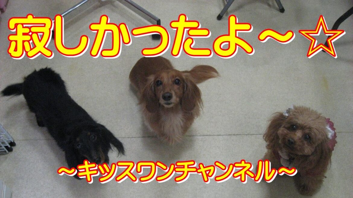 寂しかったよ～☆【ポメラニアン ビーム】0642　お泊まり中でバセンジーのせんちゃんです！様子を見にドッグランに行ったところ…こちらをじーっと見ていました。私がドッグランに入ると待ってましたと言わん…