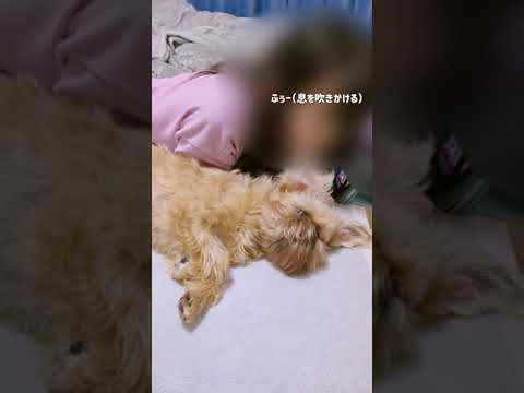 どっちが遊ばれているのか…笑🤭#shorts #犬 #ブリュッセルグリフォン どっちが遊ばれているのか…笑🤭#shorts #犬 #ブリュッセルグリフォン