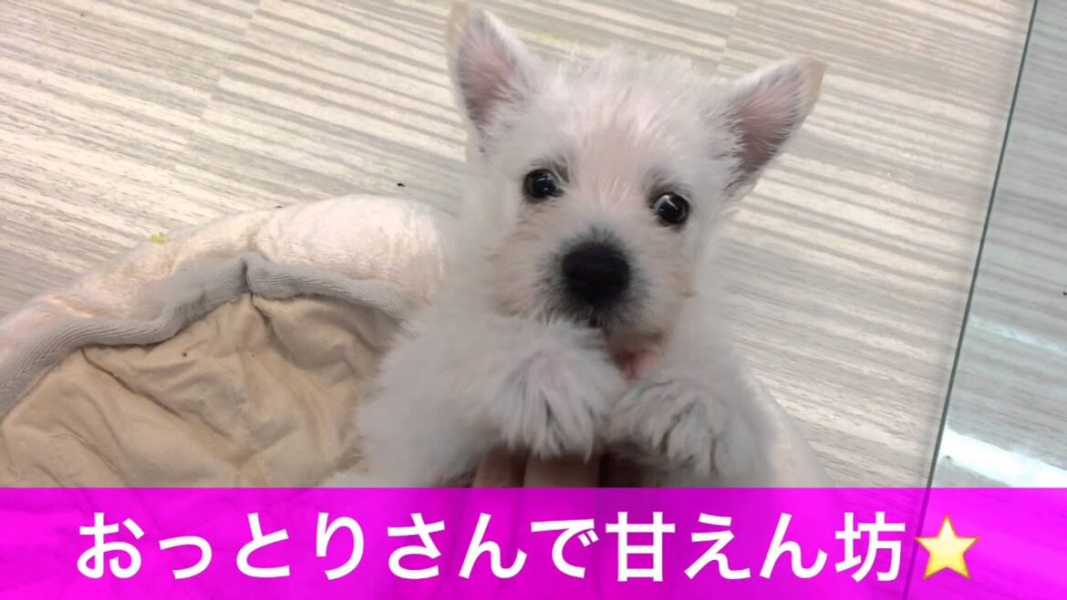 希少な犬種ウェスティ！ウェストハイランドホワイトテリア女の子2015/8/15生