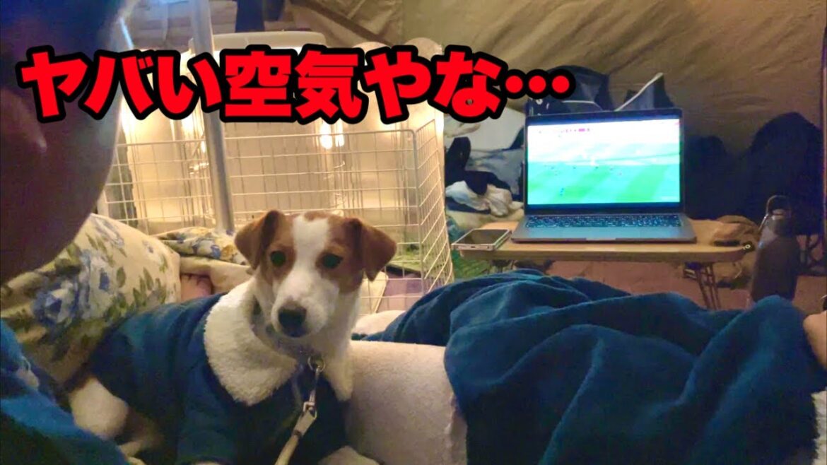【W杯】テントの中でコスタリカ戦を観戦したら、最悪の空気に［しゃべる犬 ジャックラッセルテリア］