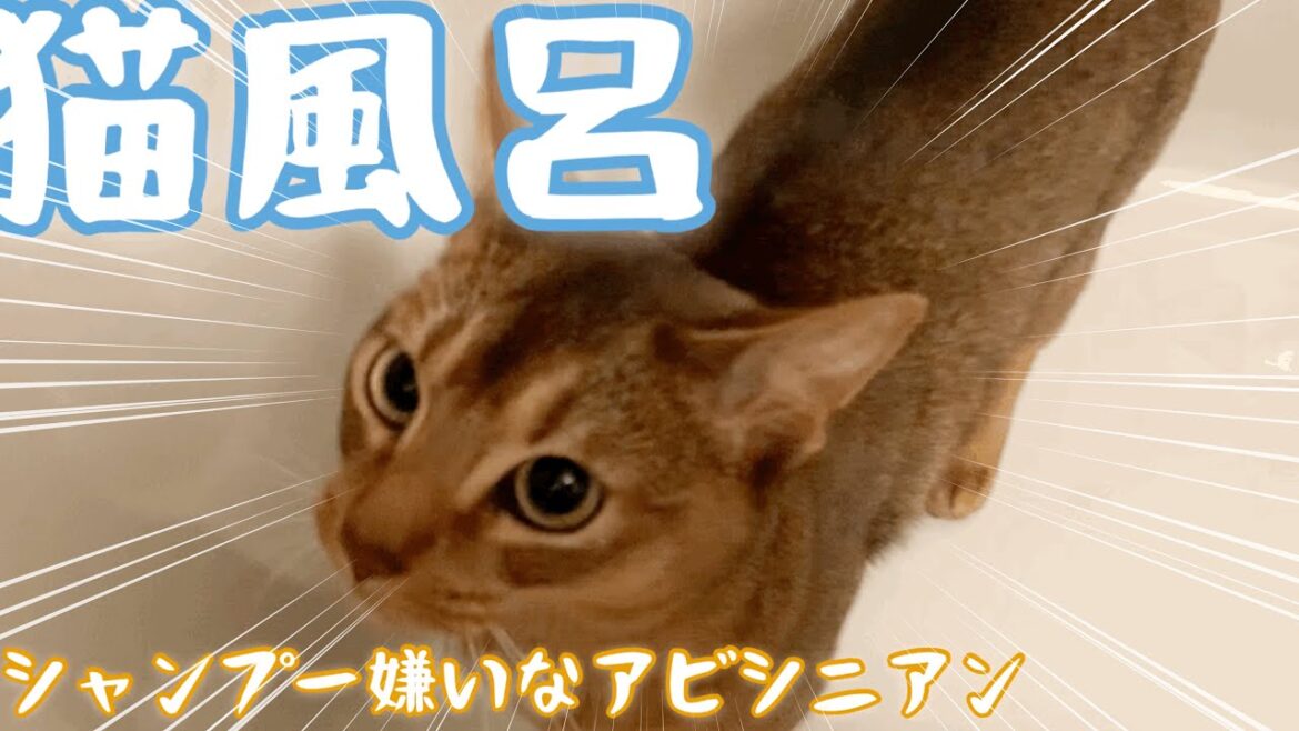 【猫風呂】シャンプー嫌いなアビシニアン。Abyssinian cat who hate shampoo