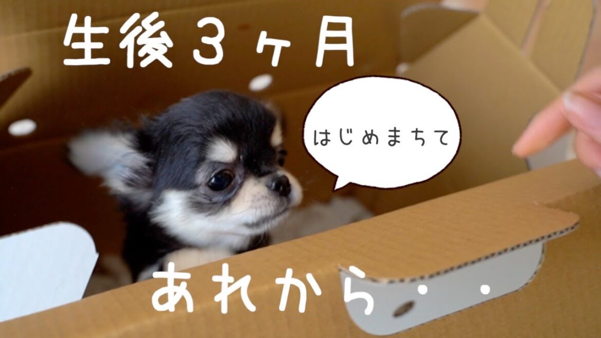 【生後３ヶ月】子犬チワワをお迎えしてからあっという間に最高の瞬間が来ました｜祝1歳｜お誕生日