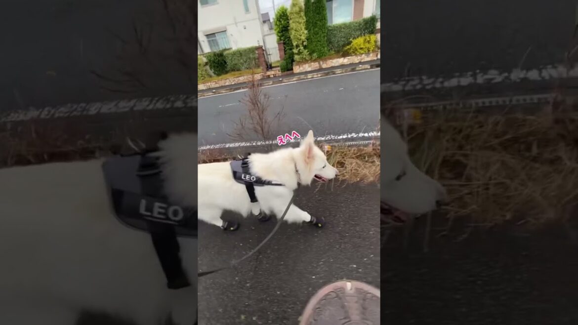 ホワイトシェパードのれお。雨の日の後やから靴履いてみた。#shorts