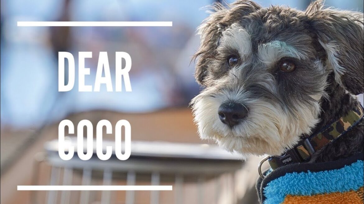 【ミニチュアシュナウザー 】 キャンプ犬COCO  犬連れキャンプ/miniatureschnauzer/北海道キャンプ