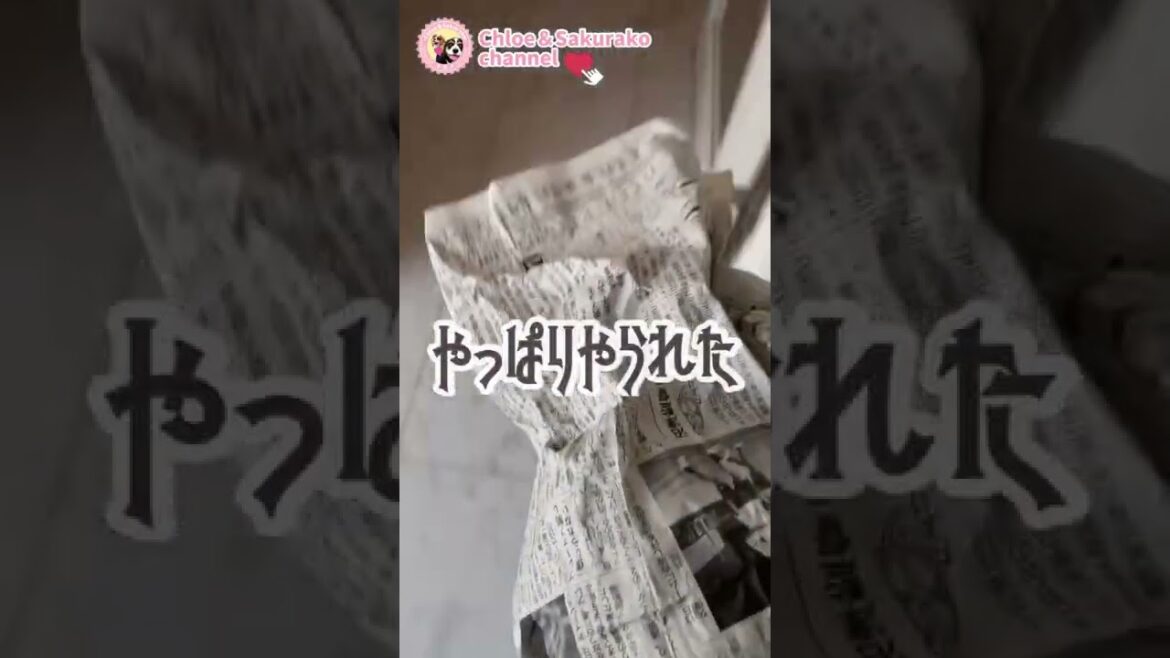 旬の白菜を丸かじり!?朝から大暴走のキャバリア可愛さ爆発!?