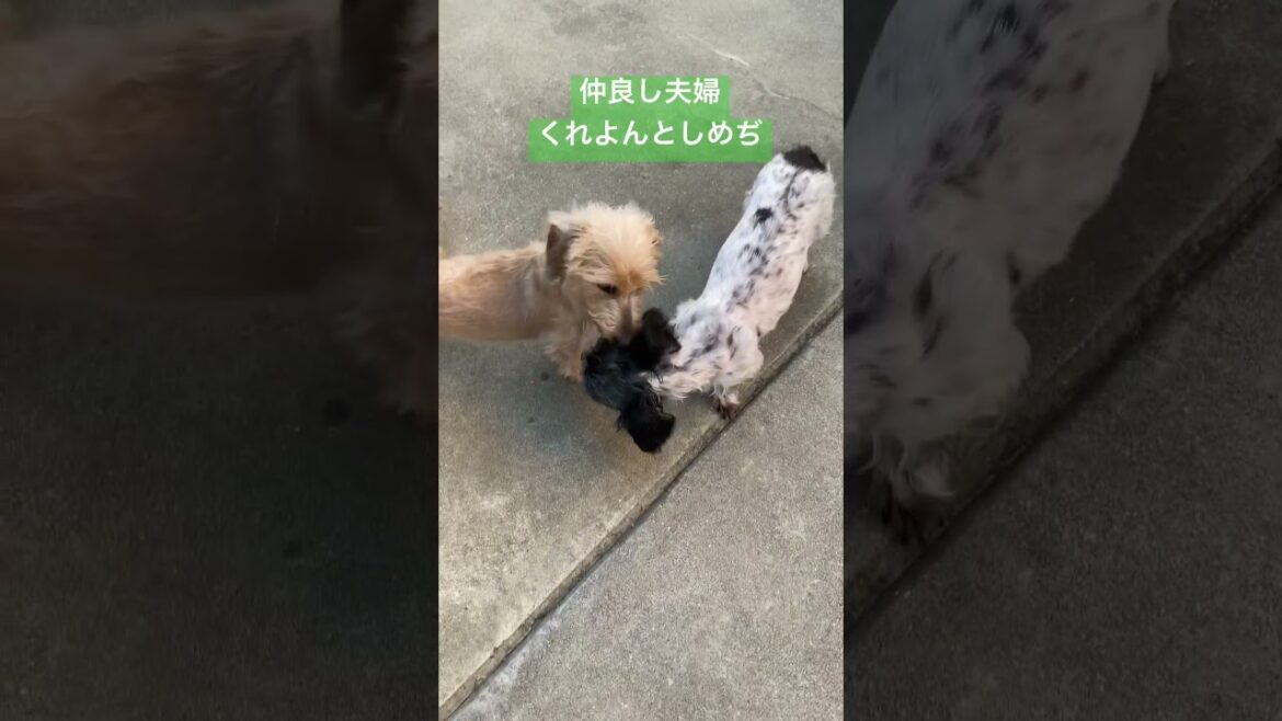 仲良し夫婦のダックス /くれよんとしめぢ /ワイヤーダックス犬