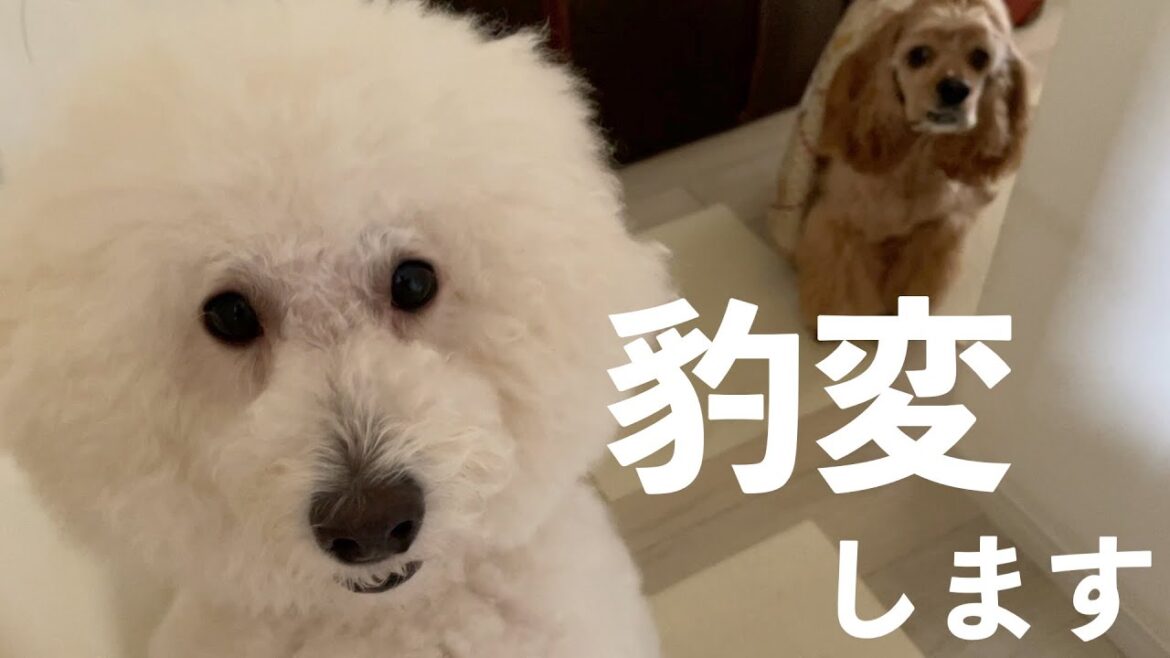 正直困っています。。優しい犬達が突然凶暴化します