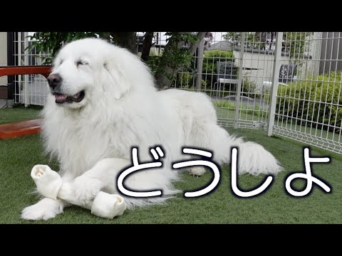 大きな骨にタジタジな グレートピレニーズ さくら 大きな骨にタジタジな グレートピレニーズ さくら