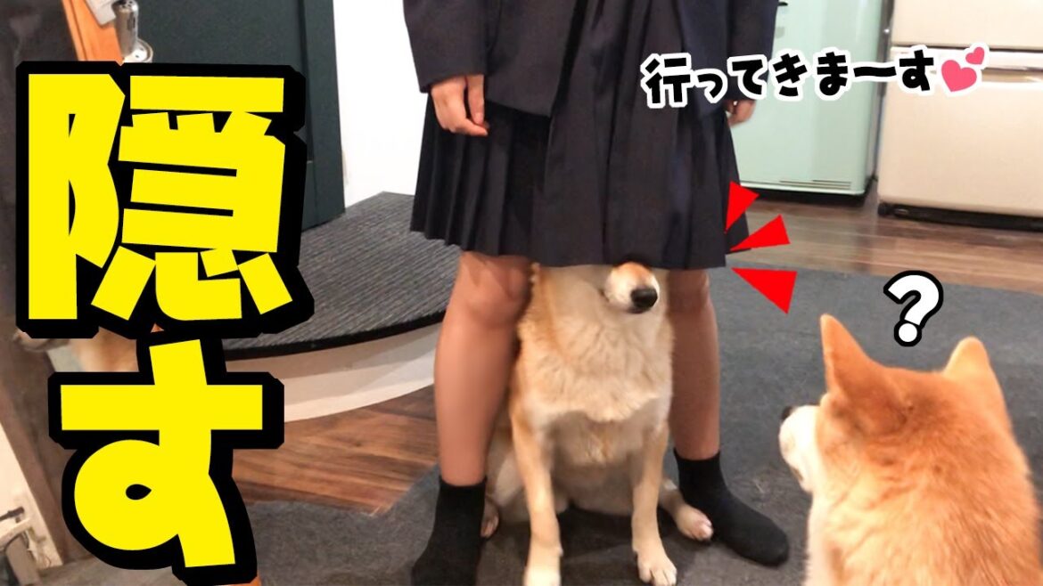 柴犬を制服に隠して一緒に学校へ行こうとする娘