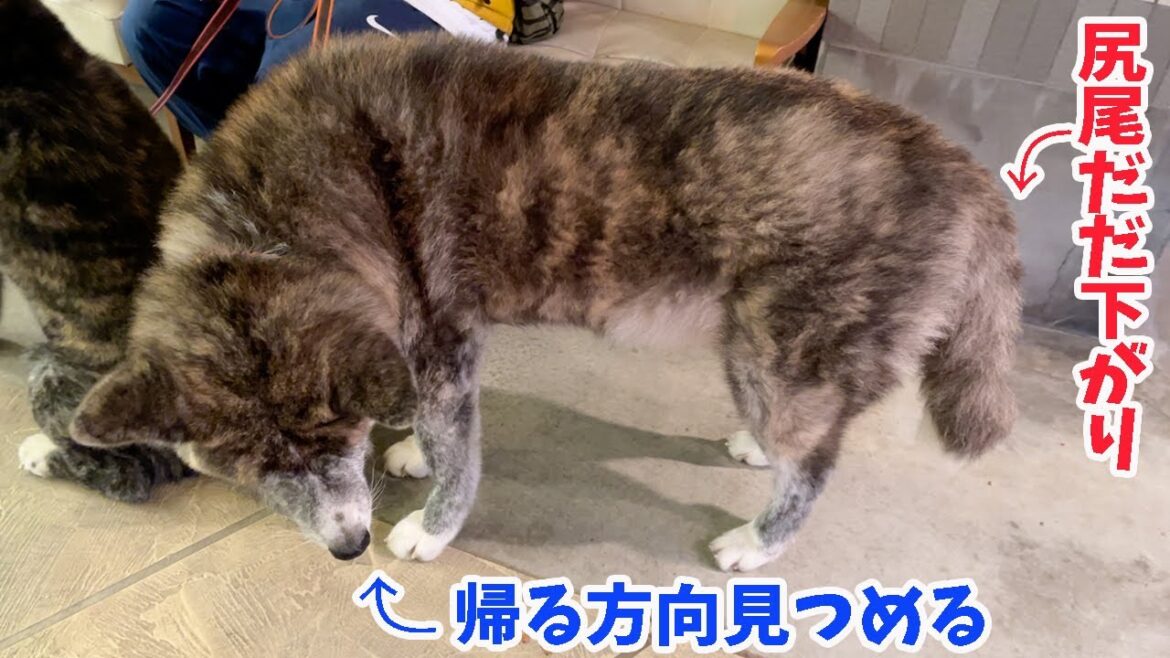 病院嫌いの秋田犬。診察前と後の違い。【秋田犬】【大型犬】【akita dog】
