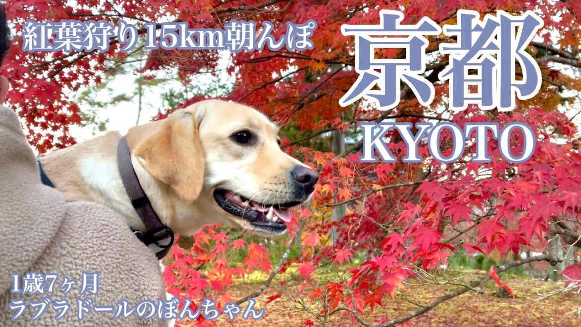 【京都・紅葉#81】紅葉真っ盛りの京都へ朝んぽへ行ってきた☆KYOTO Autumn leavesラブラドールレトリバー　labrador retriever 大型犬  ぼんちゃん　南禅寺　鴨川