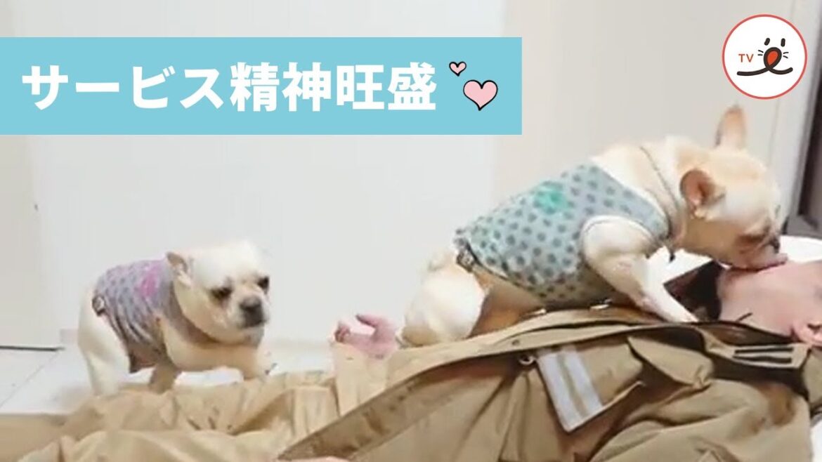 熱烈大歓迎!? パパに激しいおもてなしをするフレンチブルドッグ🤣💘【PECO TV】