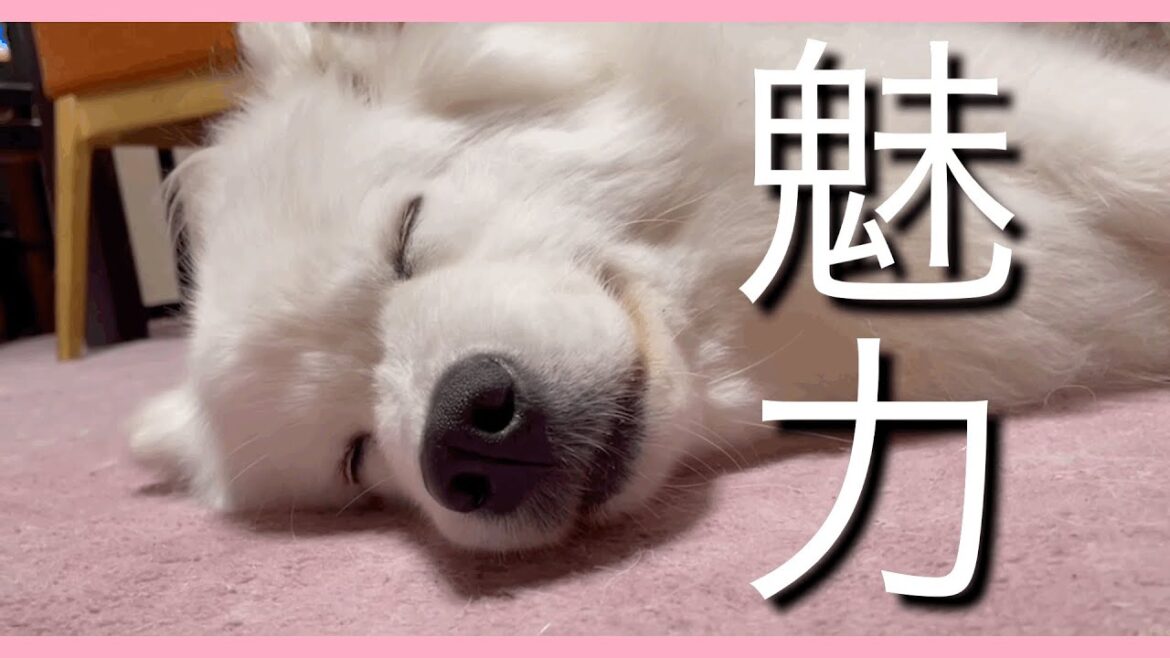 サモエドスマイル標準装備♡めちゃおしゃべり♪真っ白モフモフの魅惑ボディ！！のサモエドの魅力を紹介✨