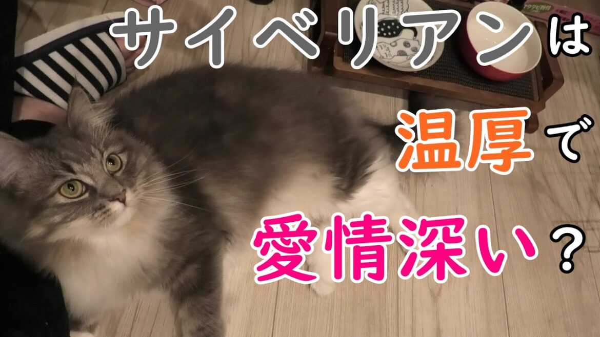 【サイベリアンの特徴】飼い主と他人では対応が全く異なる猫、サイベリアン!/Siberian cats that treat their owners specially【サイベリアンのラフィ#60】 【サイベリアンの特徴】飼い主と他人では対応が全く異なる猫、サイベリアン!/Siberian cats that treat their owners specially【サイベリアンのラフィ#60】