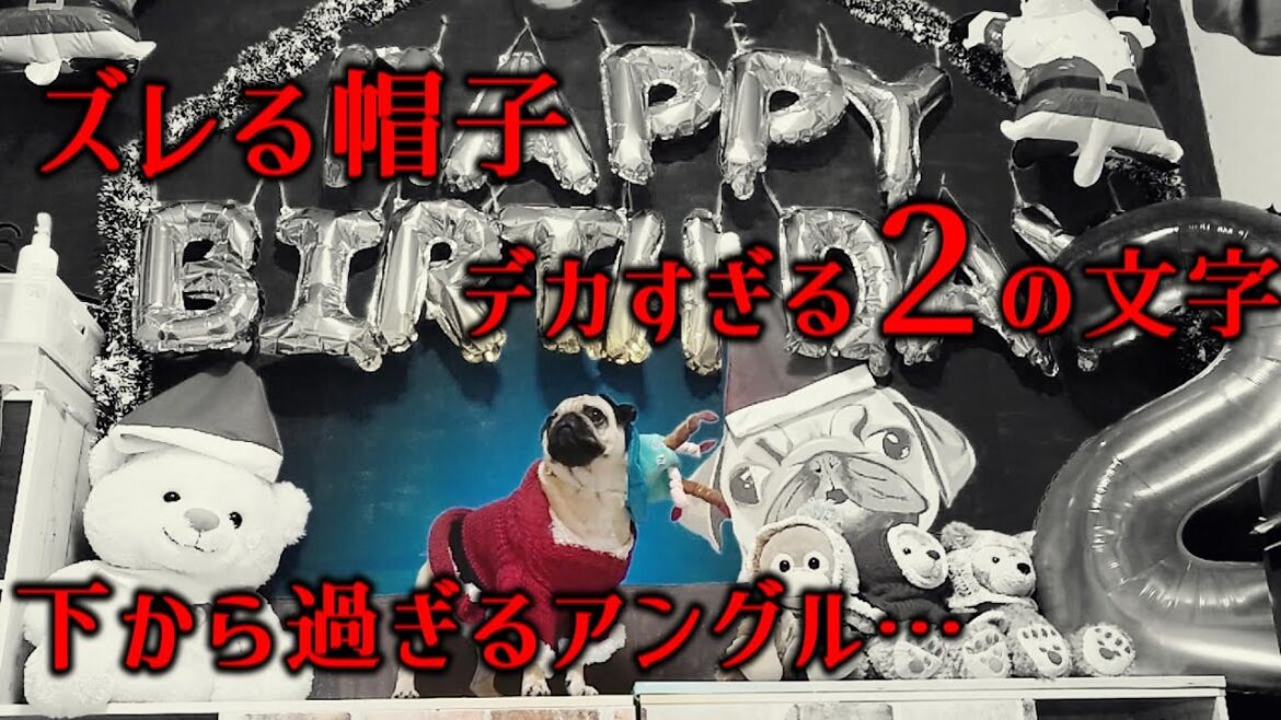 大切な誕生日の記念撮影なのに大失敗した。【パグのぺろ吉pug犬】