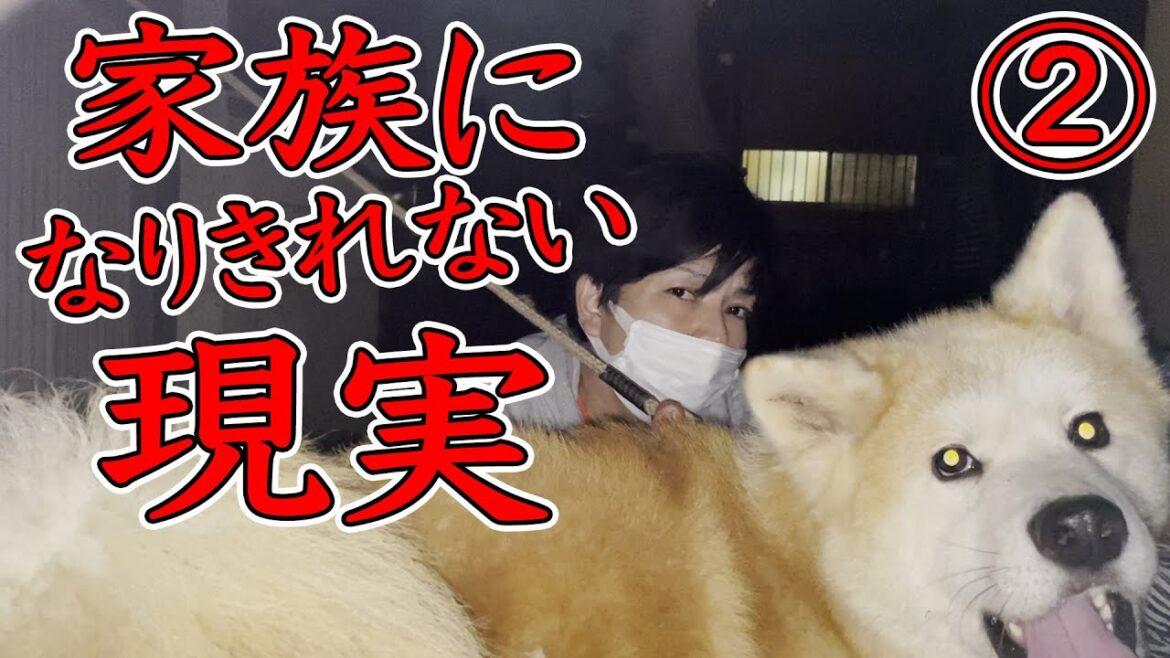 【社会問題】家族になりきれなかった秋田犬バディ②：５５７（修正版）