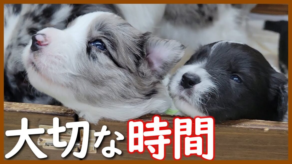 【犬の教育】遊びながら「しつけ」る母犬に感心しました!生後21日の子犬たち【ボーダーコリー】 【犬の教育】遊びながら「しつけ」る母犬に感心しました!生後21日の子犬たち【ボーダーコリー】