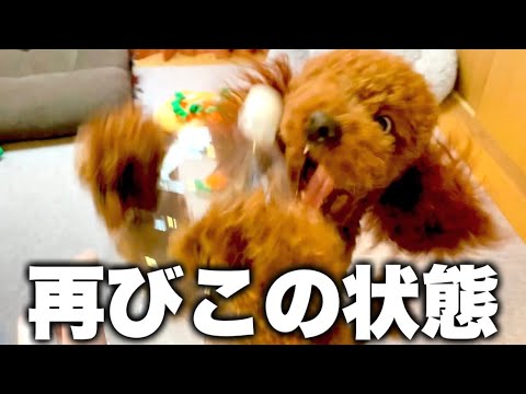 みんなからのプレゼントに興奮する犬。 みんなからのプレゼントに興奮する犬。