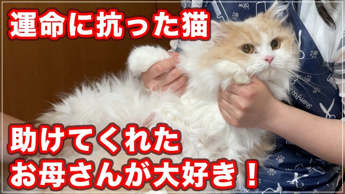 【アーサーちゃん】自分の運命に抗う猫、助けてくれたお母さんが大好き!【スコティッシュフォールドLH】 【アーサーちゃん】自分の運命に抗う猫、助けてくれたお母さんが大好き!【スコティッシュフォールドLH】