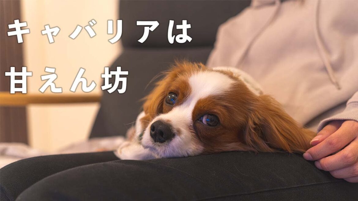 キャバリアは甘えん坊？どれだけ飼い主にくっつくか検証