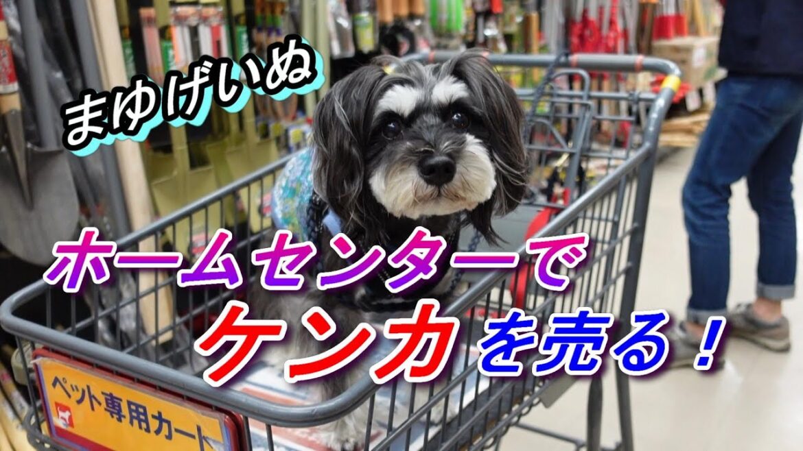 [ENG SUB] ホームセンターでケンカ売る⁉[犬とお出かけ]おもしろシュナウザー