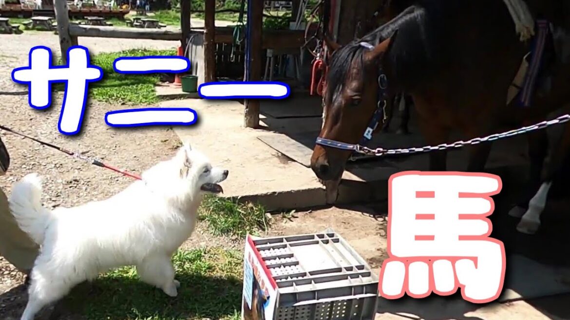 サニー、馬に会う/サモエド samoyed サニー、馬に会う/サモエド samoyed