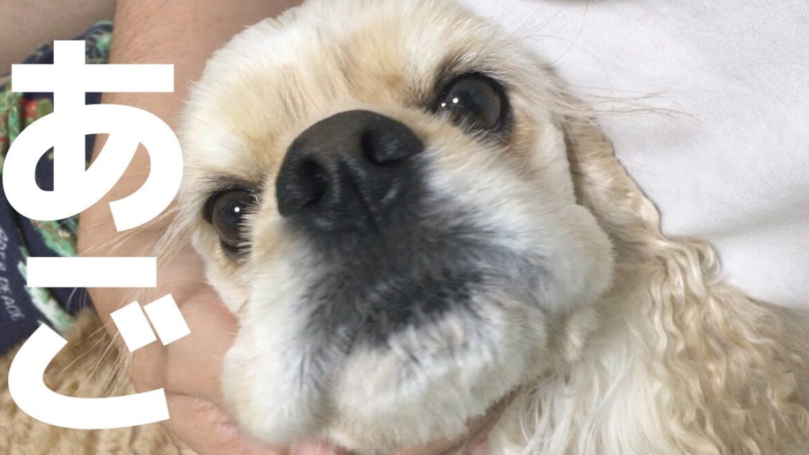 アゴを念入りに撫でられるアメリカンコッカースパニエル