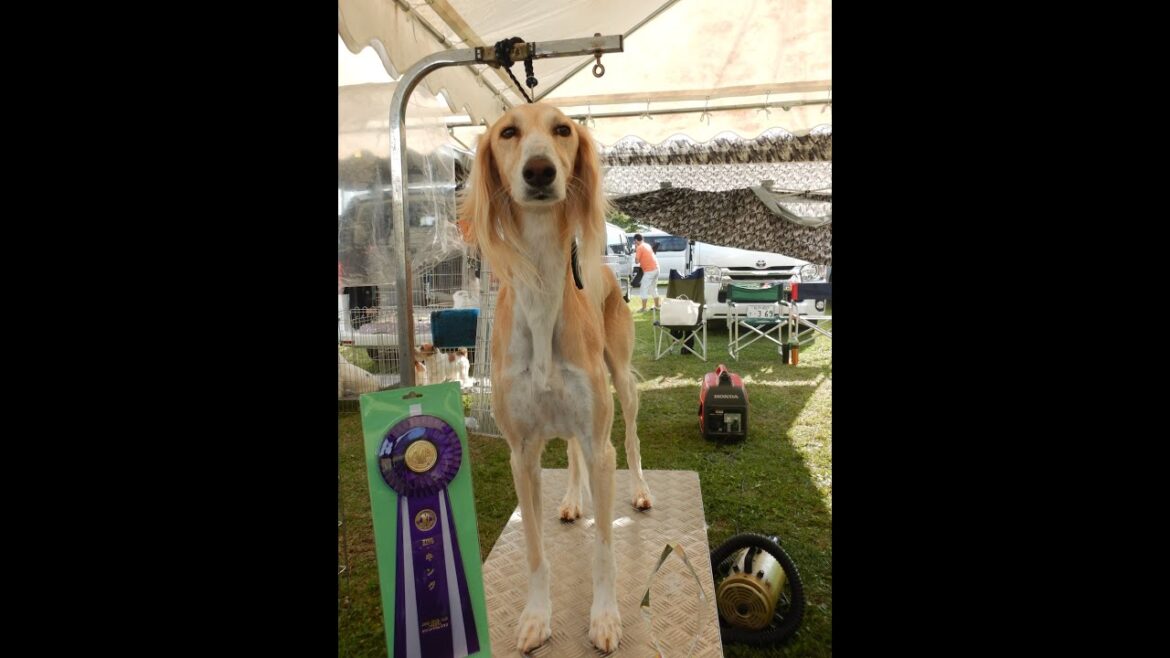 サルーキ　れぴ！サイトハウンドグループ展　チャンピオンの部♪（Saluki)