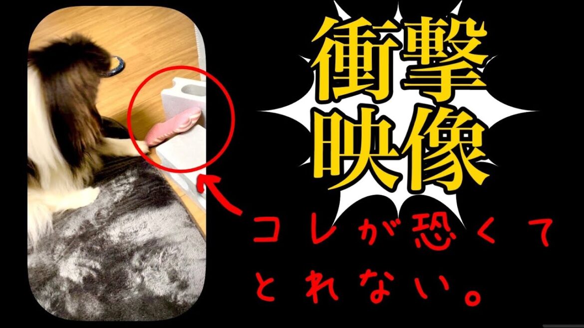 《Shetland Sheepdog Bodhi》シェットランドシープドッグのボーディちゃんのおもしろ可愛い動画♪
