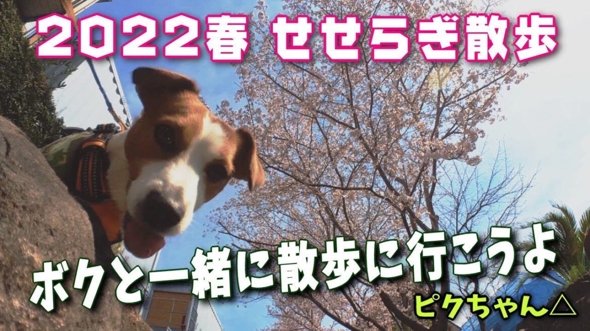 【ジャックラッセルテリア】ボクと一緒にお散歩に出かけませんか？ ジャックラッセルテリア 🐶