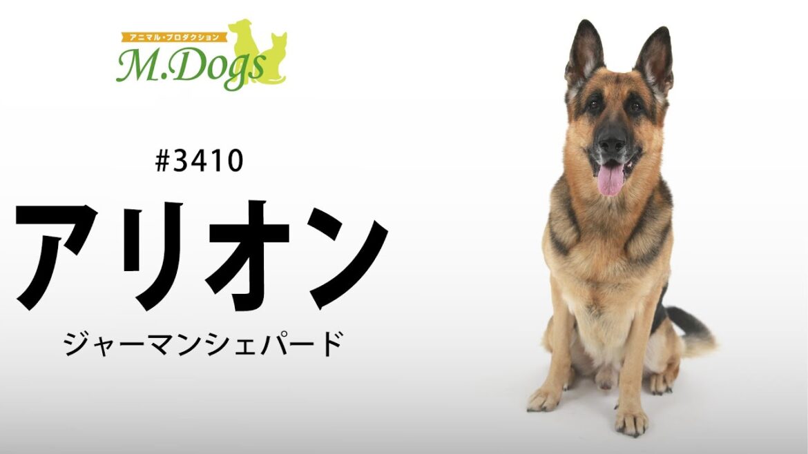 ペットモデル#3410 ジャーマンシェパード「アリオン」