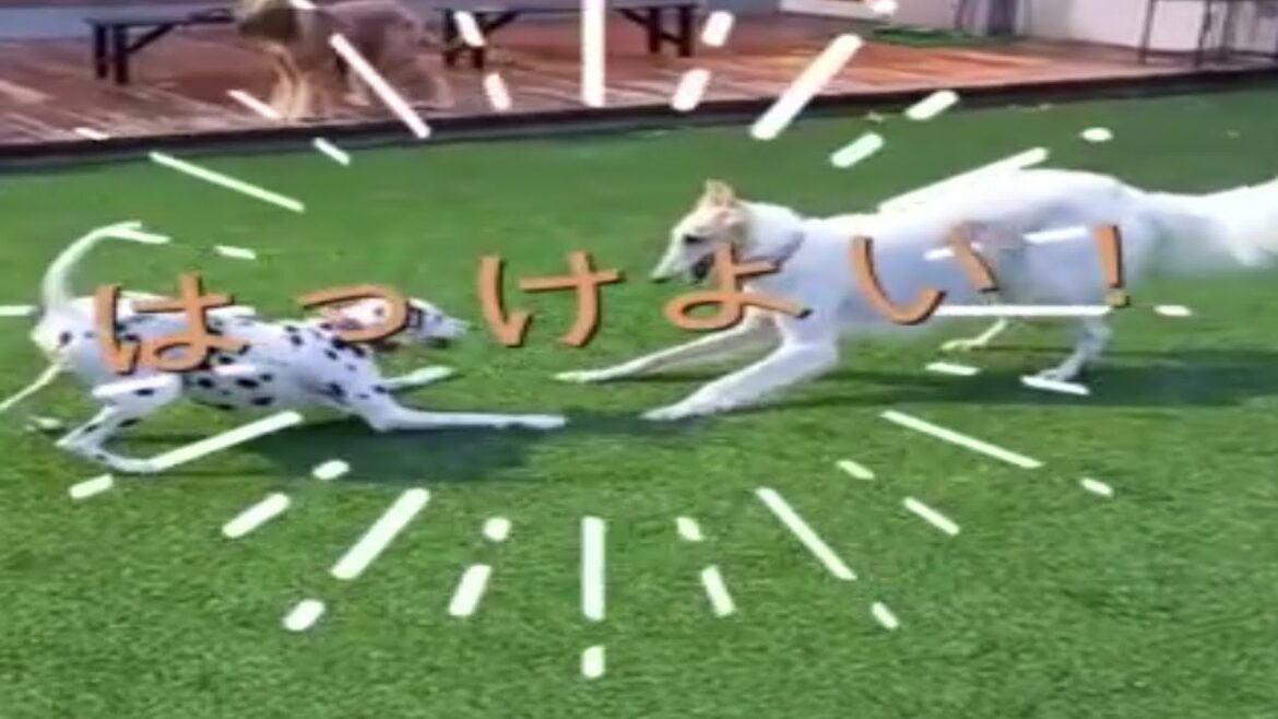 ボルゾイ 犬 の ソーン　バーナード・スクエアにまだまだ来るよ