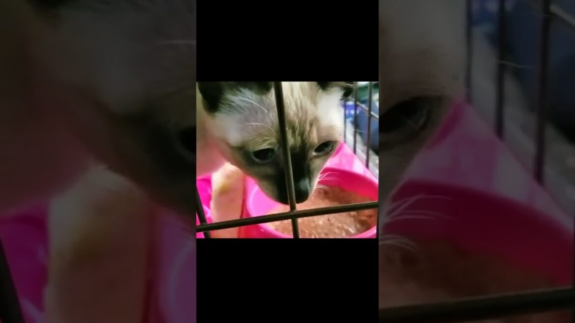 食事中に何度も横をチラ見するシャム子猫🤭 #Shorts #siamesekitten